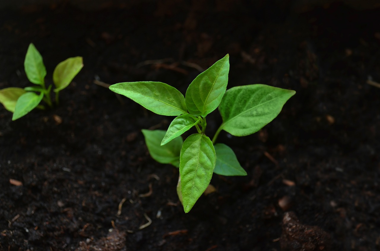 Développement durable et protection de l'environnement